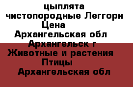 цыплята чистопородные Леггорн › Цена ­ 180 - Архангельская обл., Архангельск г. Животные и растения » Птицы   . Архангельская обл.